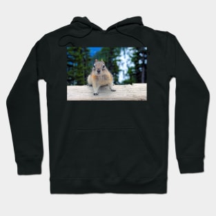 Chipmunk in Banff Alberta in Canada Hoodie